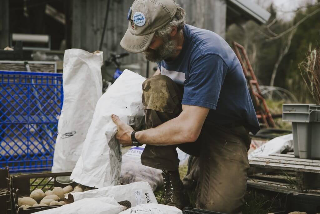 Farmer in cap sorting potatoes in white bags outdoors