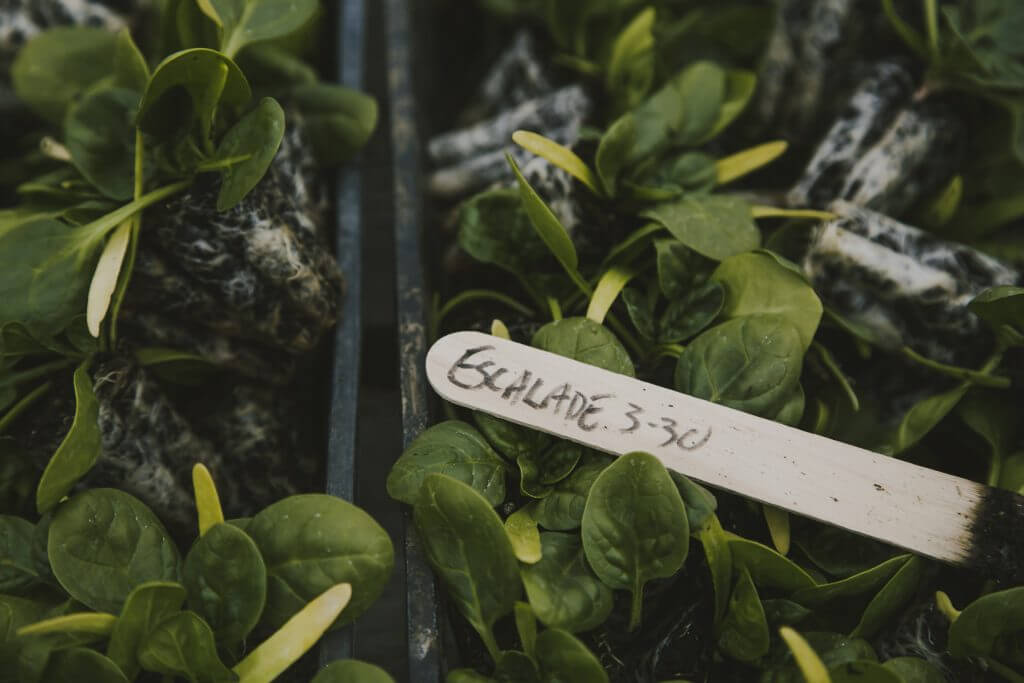 Garden plant label for Escalade variety among green leaves
