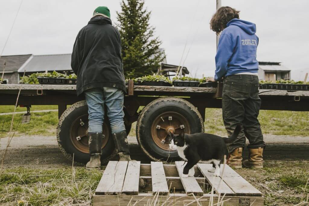 Two people working with plants on a trailer, with a cat nearby