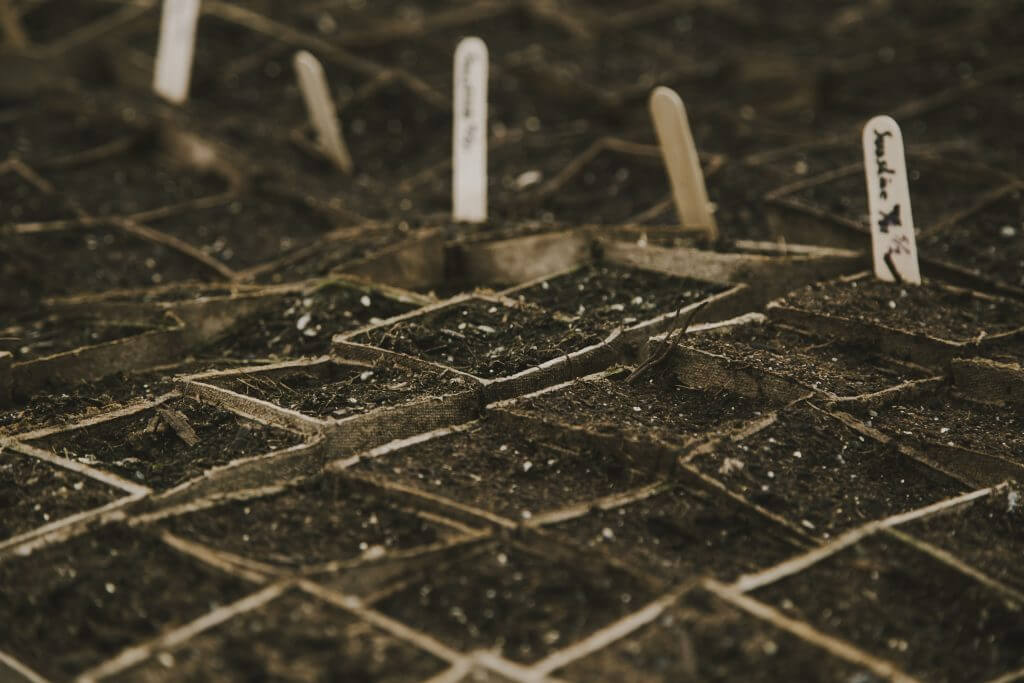 Seed trays with soil and plant markers ready for gardening
