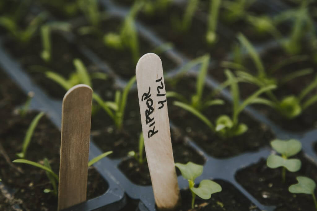 Wooden plant markers in seedling tray with young green plants