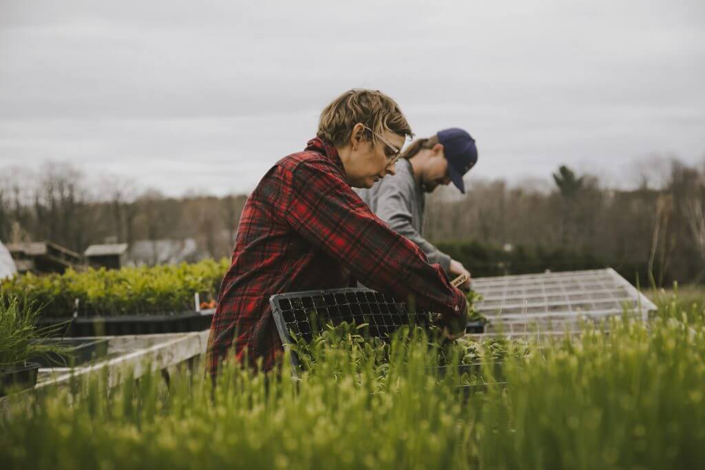 Two people working in greenhouse with green plants and plaid shirt