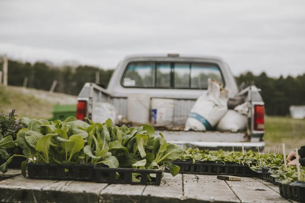 Seedling trays and white pickup truck on farm with green plants