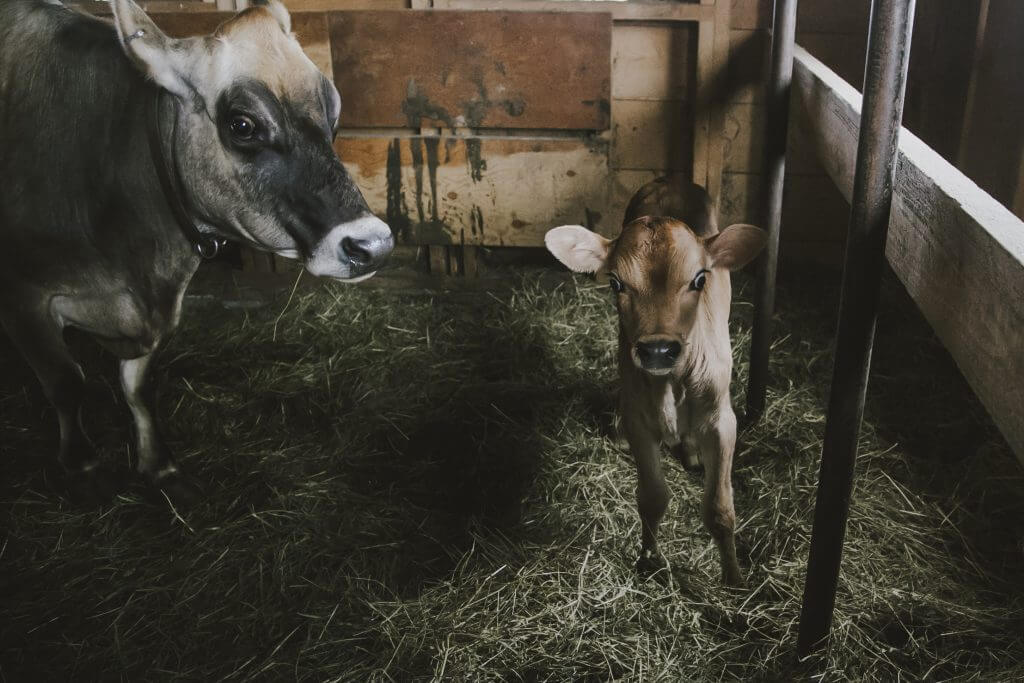 Dairy cow and newborn calf resting together in rustic barn stall