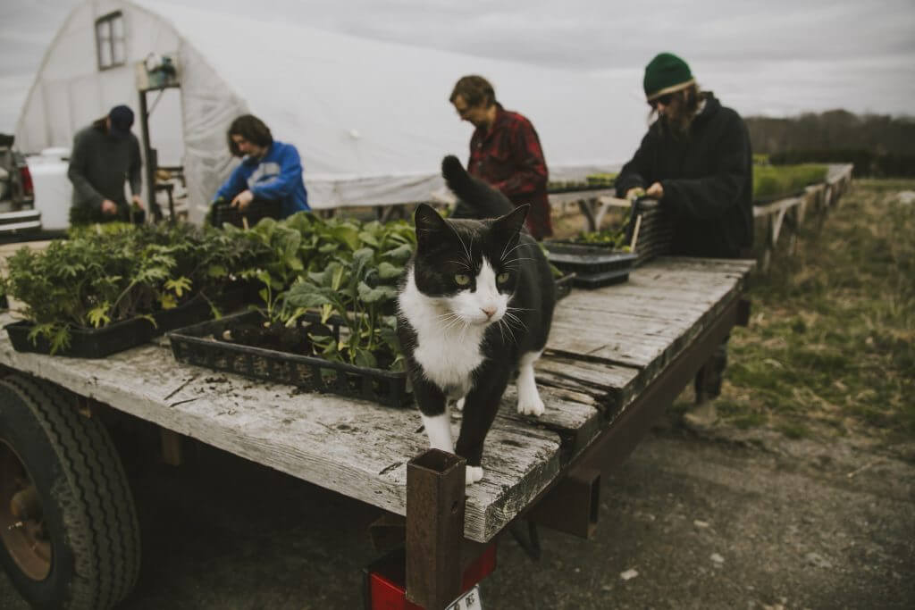Black and white cat sits on wooden cart with farmers working in background