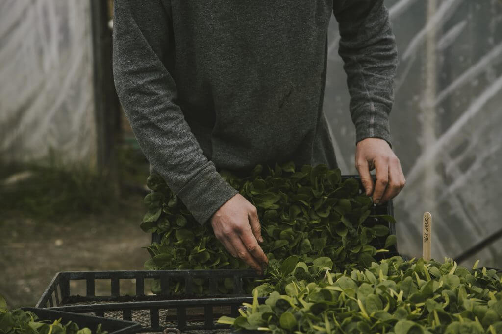 Hands sorting fresh green microgreens in a tray near wooden fence