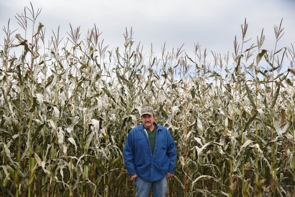 Farmer in blue jacket standing in dry cornfield during harvest season