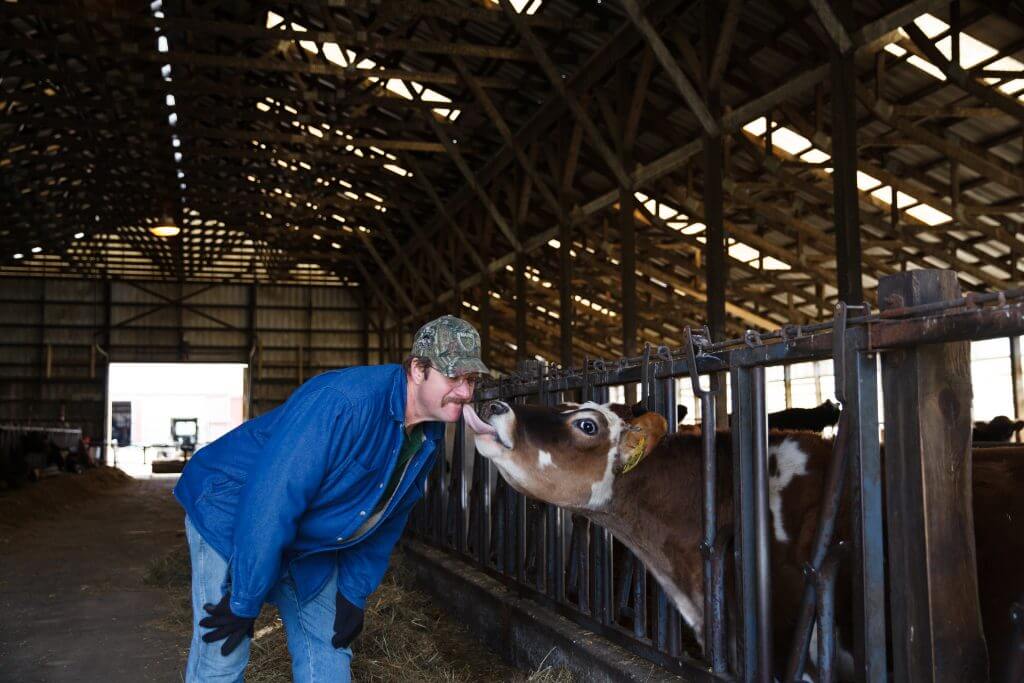 Farmer in blue jacket interacts with cow in barn, touching noses