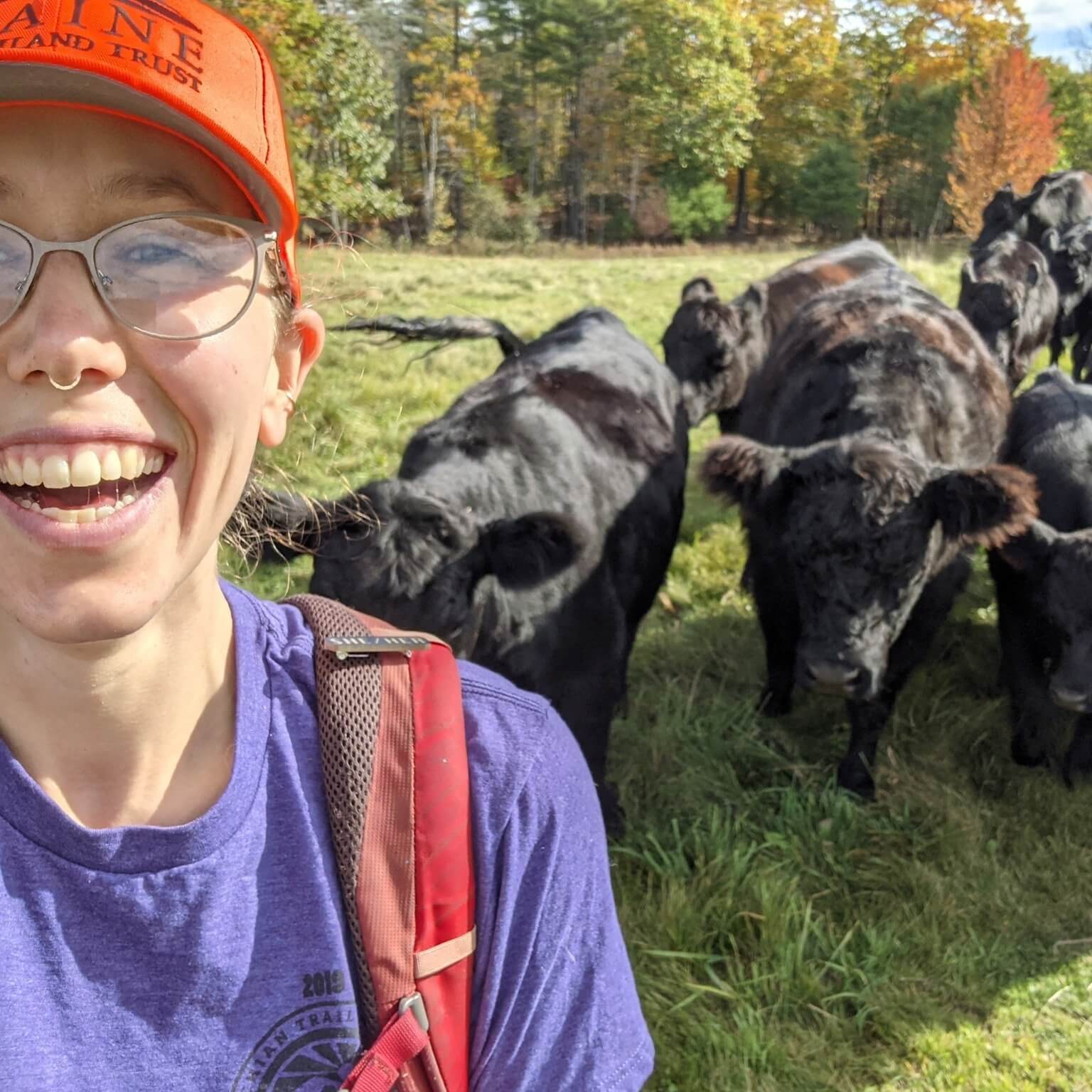 Smiling researcher with cattle herd in autumn pasture with colorful trees