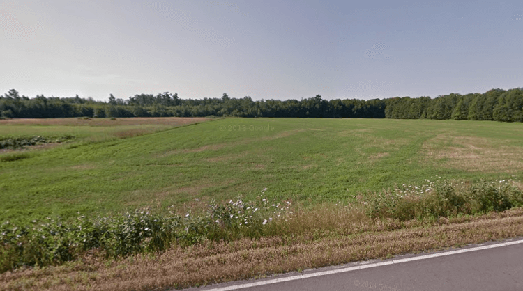 Rural landscape with green fields, wildflowers, and forest in background