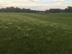 Green meadow with wildflowers near forest and buildings at sunset