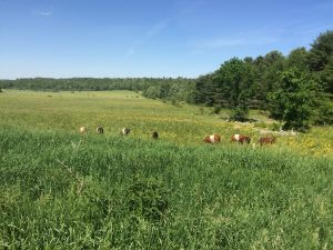 Cows grazing in a lush green pasture with trees and blue sky