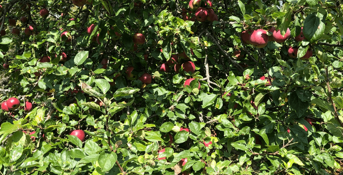Ripe red apples hanging on branches among lush green leaves