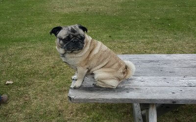 Wrinkly pug dog sitting on wooden bench in grassy outdoor setting