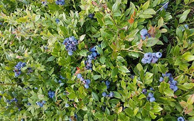 Ripe blueberries clustered among green leaves on a blueberry bush