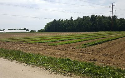 Agricultural field with striped plowed rows and power line near forest