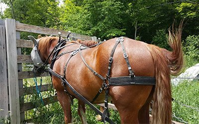 Brown horse harnessed to wooden fence in green forest setting