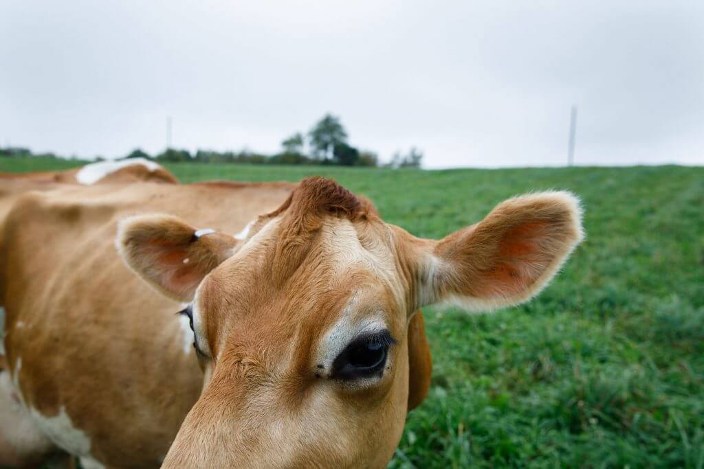 Brown and white cow looking directly at camera in green pasture