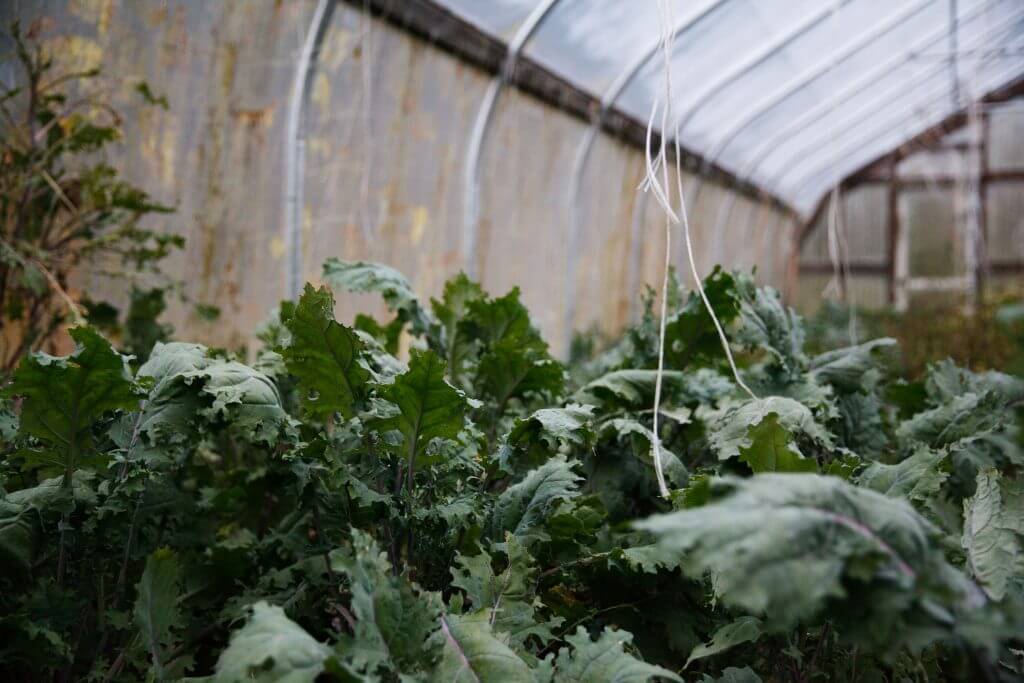 Lush kale plants growing inside a greenhouse with hanging strings