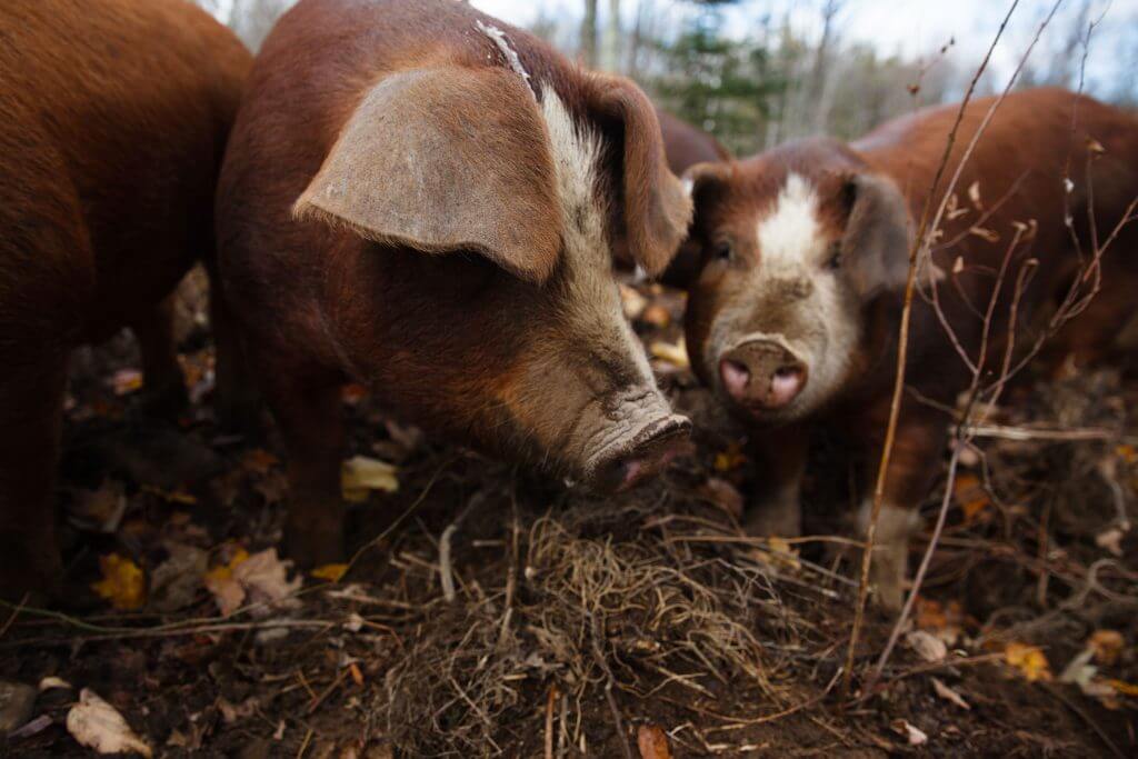 Two brown pigs foraging in autumn leaves and forest ground