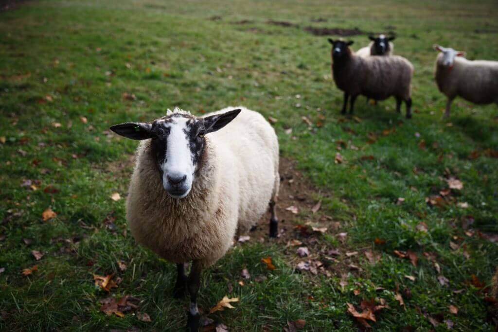 Fluffy white and black sheep standing in grassy field with fallen leaves