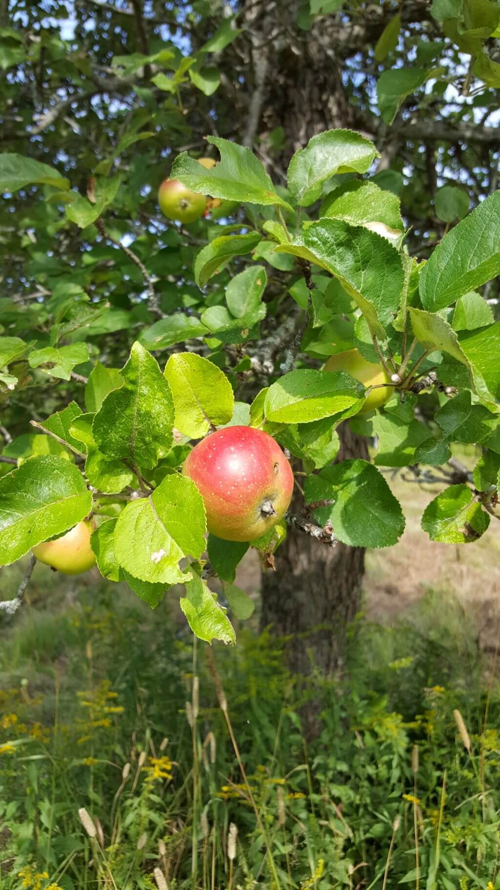 Ripe red and yellow apple hanging on a branch with green leaves