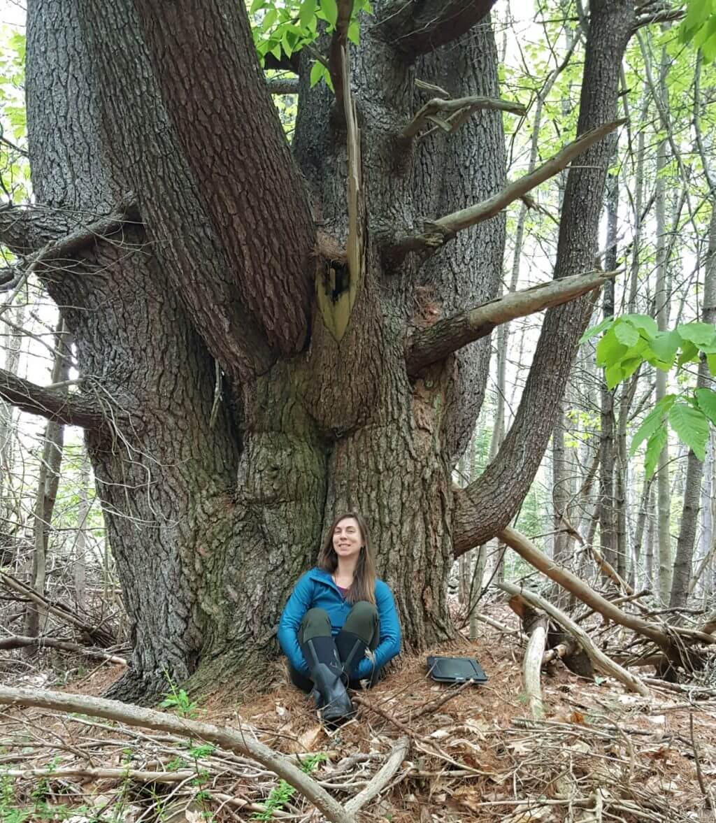 Person sitting at base of large tree in forest with fallen branches
