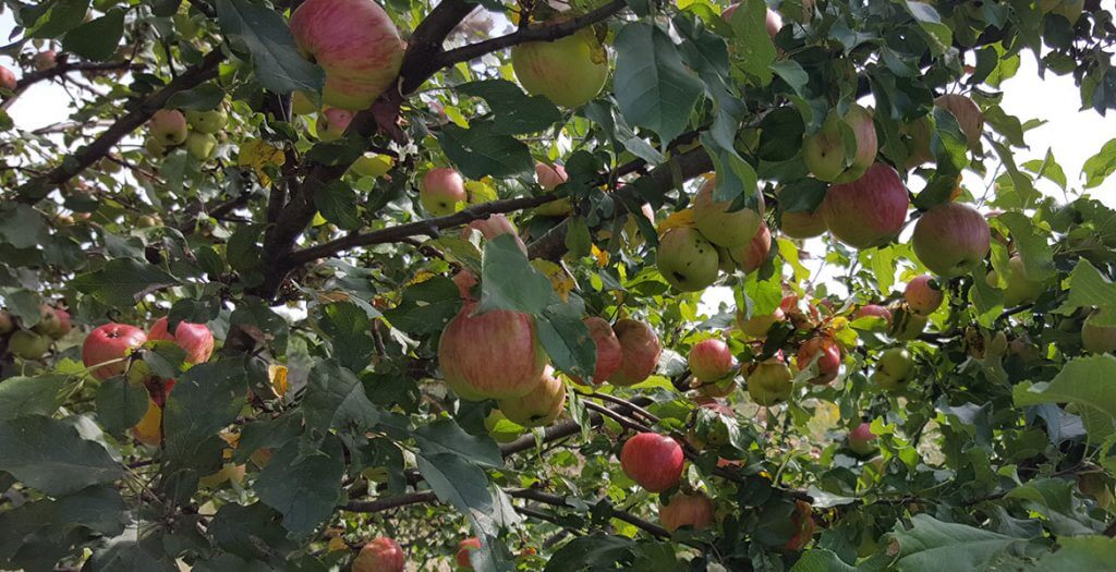 Ripe red and green apples hanging on branches in an orchard