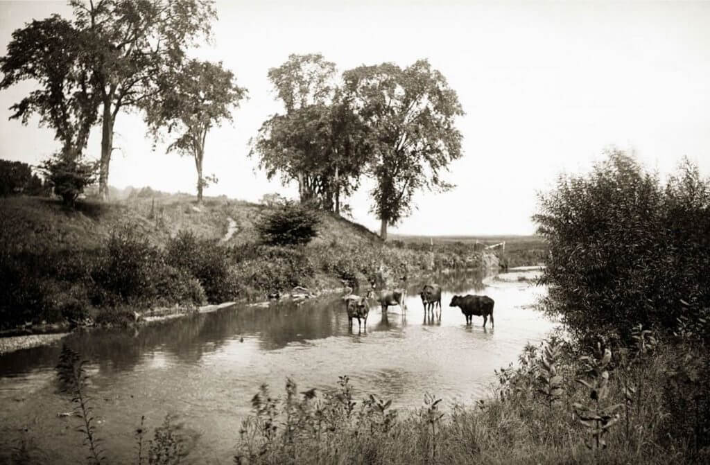 Cows standing in a tranquil stream surrounded by trees and vegetation