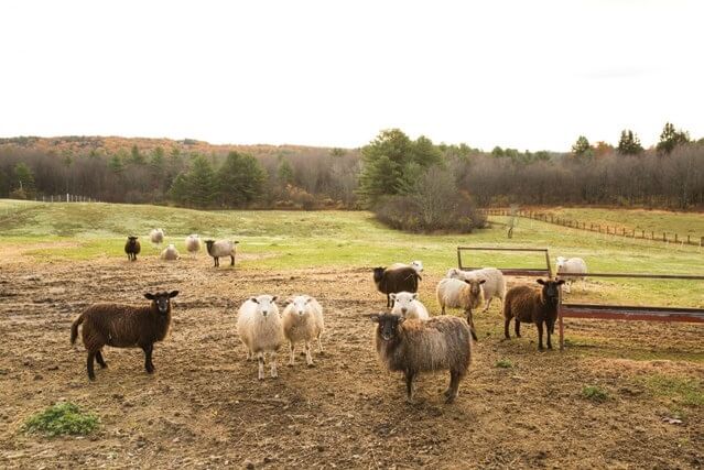 Diverse flock of sheep grazing in rural pasture with autumn trees
