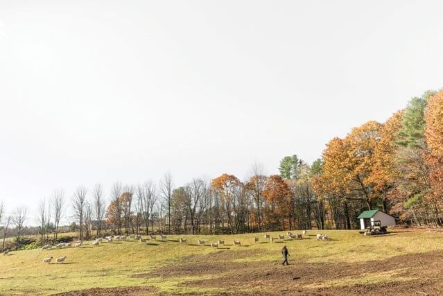 Autumn landscape with hay bales, trees, and a lone figure walking
