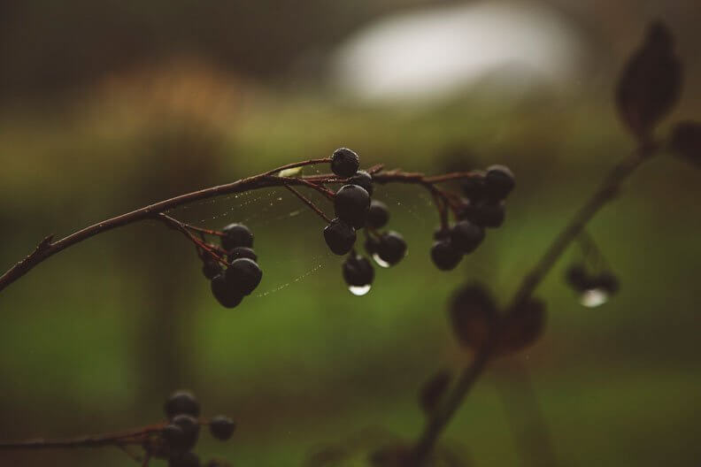 Dark berries on wet branch with water droplets in soft green background