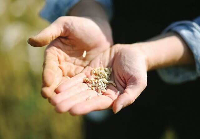 Hands holding a small amount of seeds or grains outdoors
