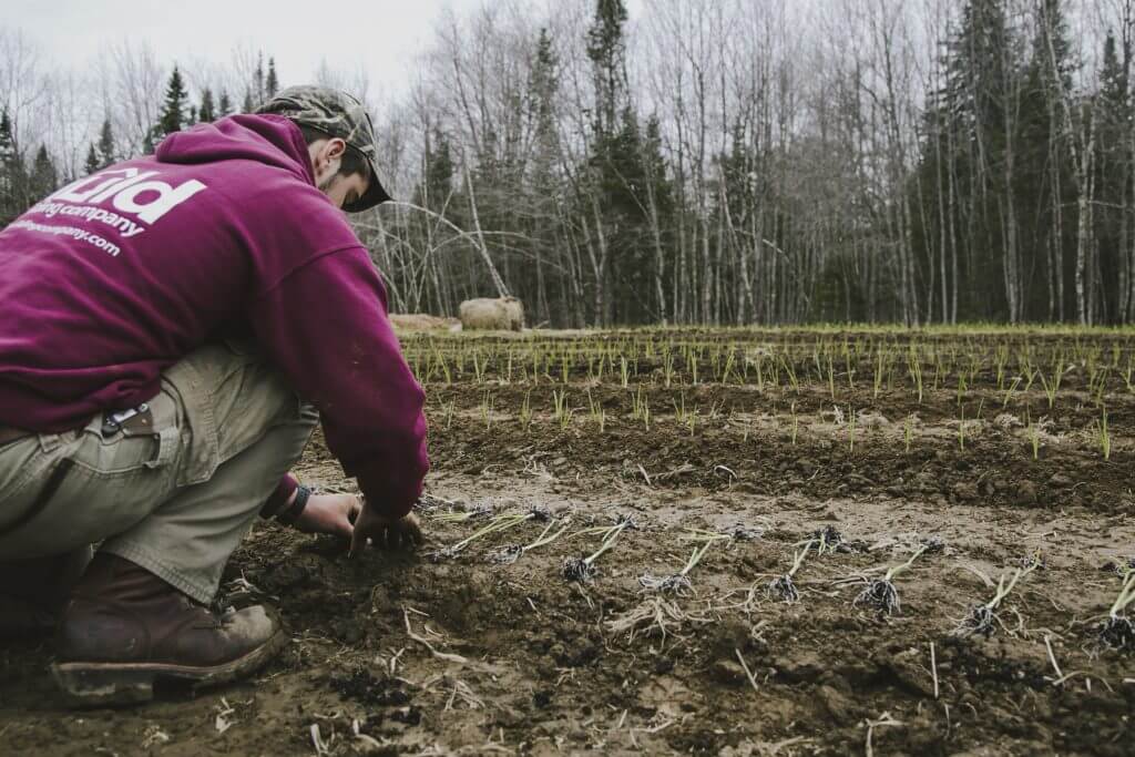 Person in purple hoodie planting seedlings in forest field