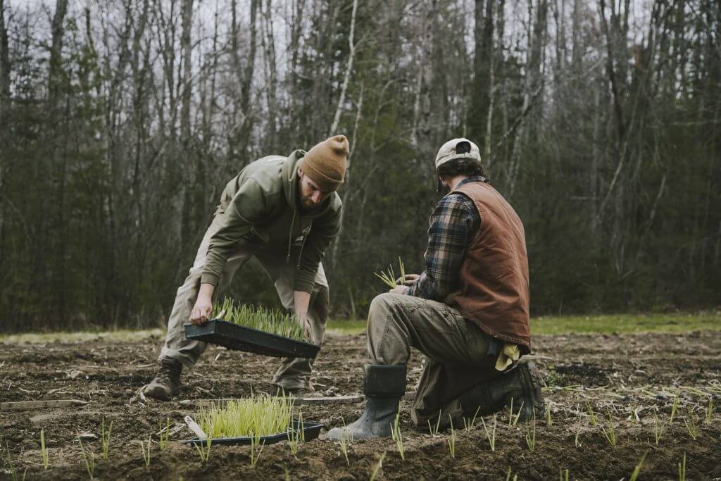 Two people planting seedlings in a forest clearing during early spring