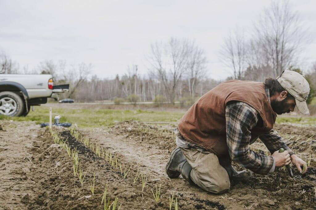 Farmer planting seedlings in rows on muddy field with truck in background