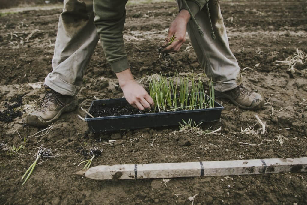 Hands planting young seedlings in a tray on bare soil with measuring stick