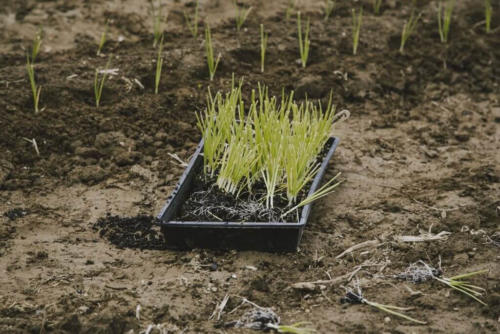 Young rice seedlings in a tray ready for transplanting in muddy field