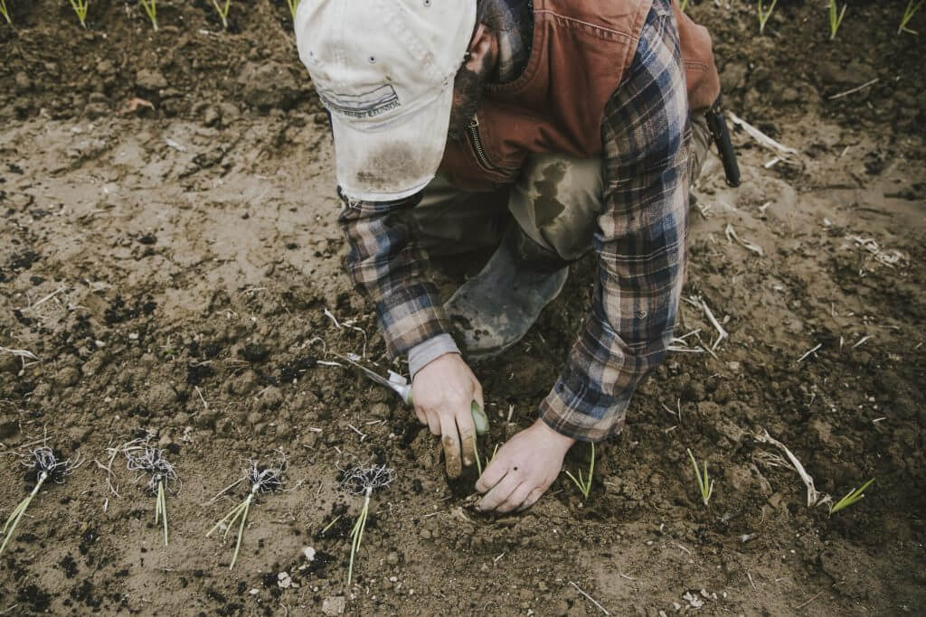 Hands planting seedlings in muddy soil, wearing plaid shirt and cap