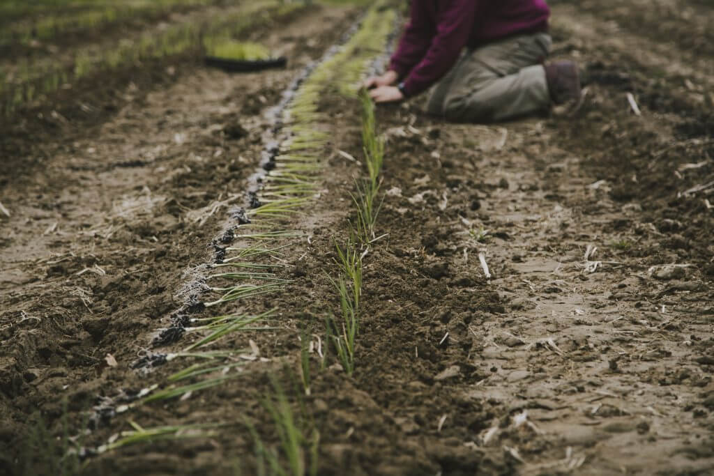 Person planting seedlings in rows on dry, cracked soil ground