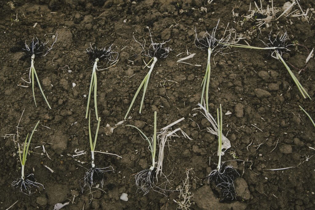 Uprooted plants with roots exposed on dry, cracked soil surface