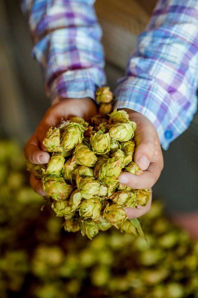 Hands holding fresh green hop cones for beer brewing