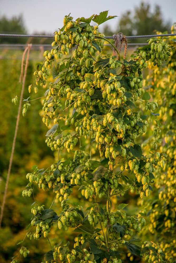 Ripe hop cones hanging on vine in golden sunlight during harvest season