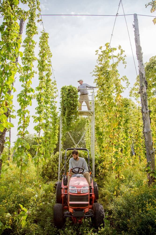 Farmer on tractor and ladder tending to lush hop field with tall green vines