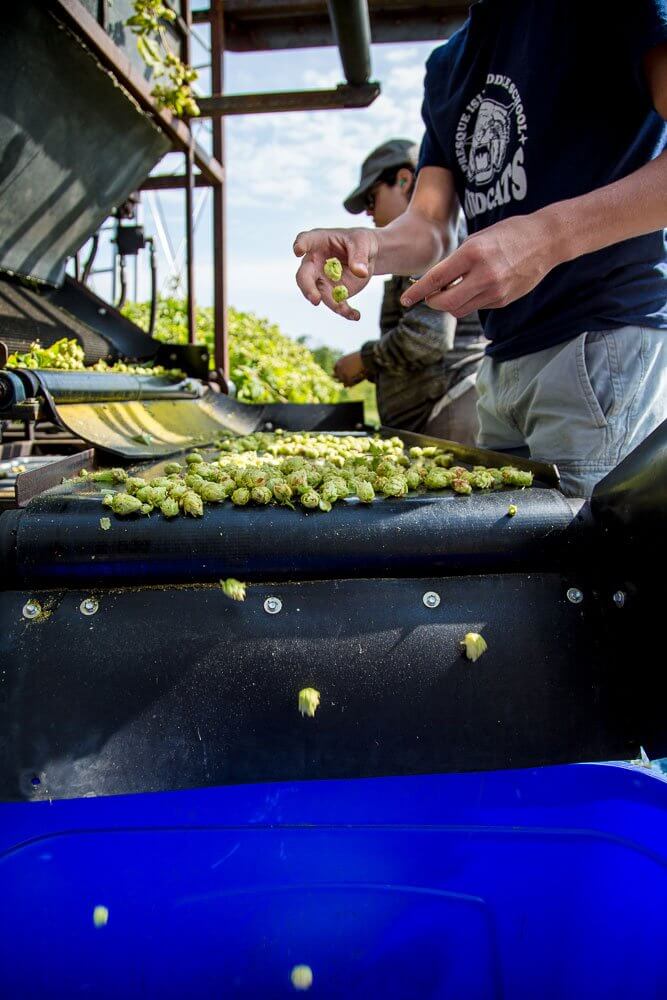 Workers sorting green hops on a conveyor belt during harvest