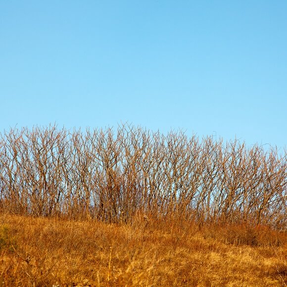 Bare winter branches against golden grass and bright blue sky