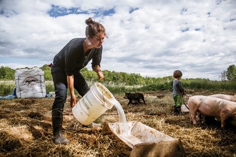 Farmer pouring water for pigs on straw-covered farm with cloudy sky