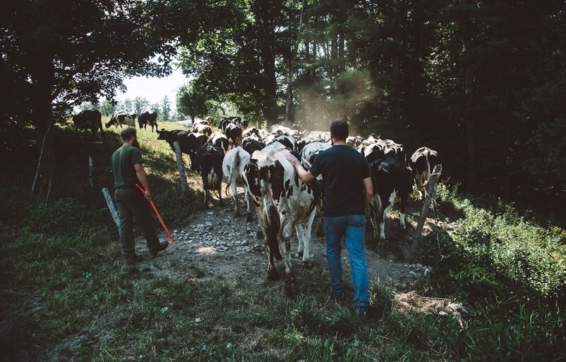 Farmers herding dairy cows along a misty forest path