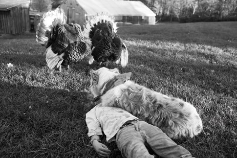 Two turkeys stand near a child lying on grass in black and white