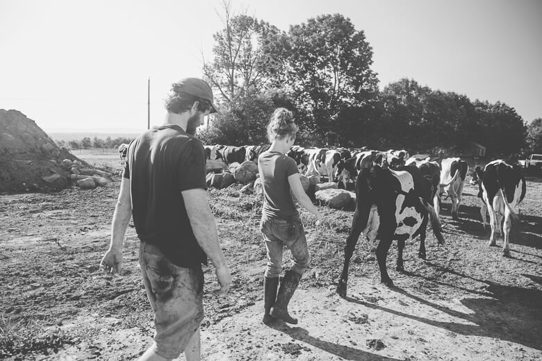 Two farmers tend to black and white dairy cows in a pasture